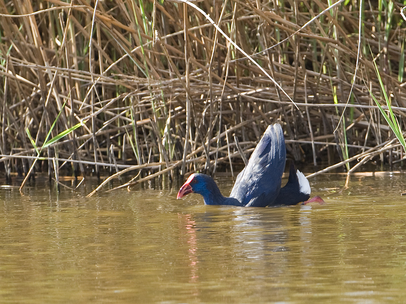 Porphyrio porphyrio Purple Swap-hen Purperkoet
